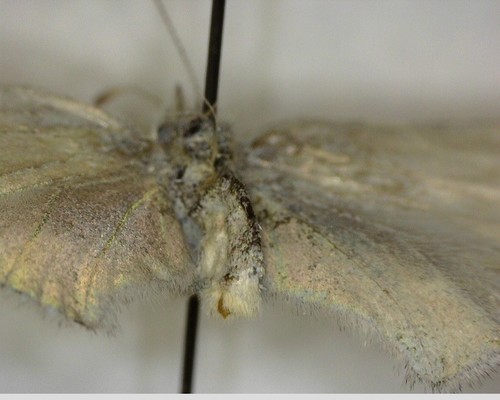 iNaturalist observation photo of Common Ringlet
