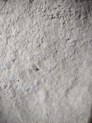 Niptus arcanus