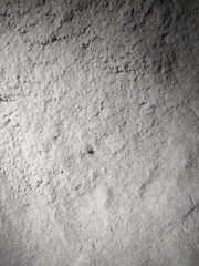 Niptus arcanus
