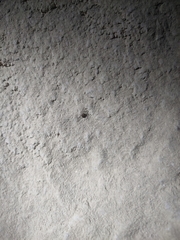 Niptus arcanus