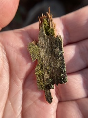 Odontoschisma denudatum