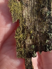 Odontoschisma denudatum