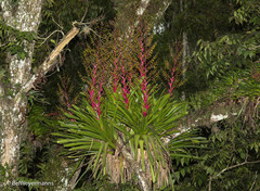 Vriesea philippocoburgi