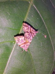 Ornarantia ophiodesma