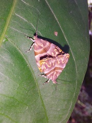 Ornarantia ophiodesma