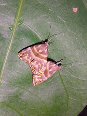 Ornarantia ophiodesma