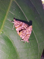 Ornarantia ophiodesma