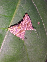 Ornarantia ophiodesma