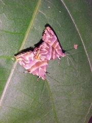 Ornarantia ophiodesma