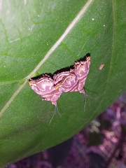 Ornarantia ophiodesma