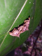 Ornarantia ophiodesma