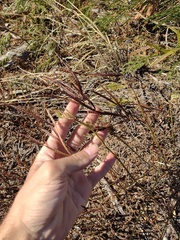 Desmanthus pernambucanus