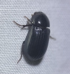 Stenotothorax badipes