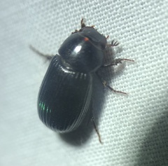 Stenotothorax badipes