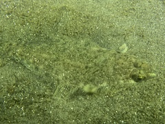 Citharichthys sordidus