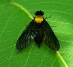 Chrysopilus davisi