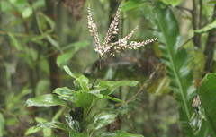 Cordyline murchisoniae