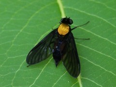 Chrysopilus davisi