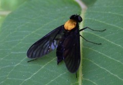 Chrysopilus davisi