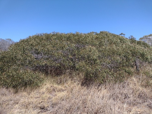 Koaiʻa (Acacia koaia)