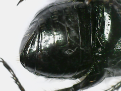 Anomala antiqua