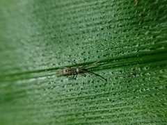 Paronellidae