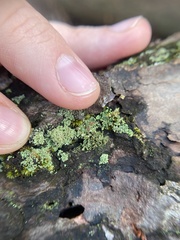 Cladonia strepsilis