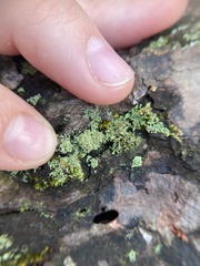Cladonia strepsilis