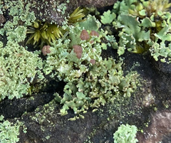 Cladonia strepsilis