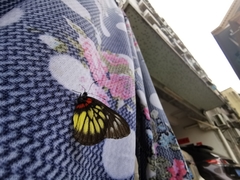 Delias pasithoe