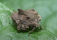 Cyrtocoris