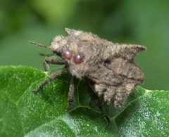 Cyrtocoris