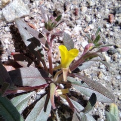 Camissoniopsis ignota