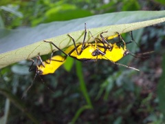 Rhyssocephala