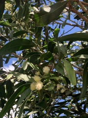 Acacia fasciculifera