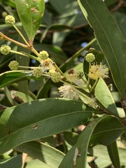 Acacia fasciculifera