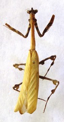 Vates pectinicornis
