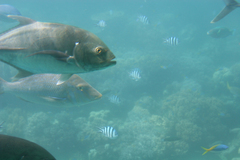Caranx papuensis