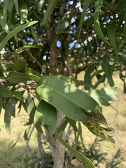 Acacia fasciculifera
