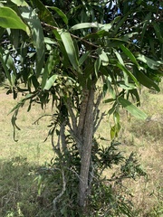 Acacia fasciculifera