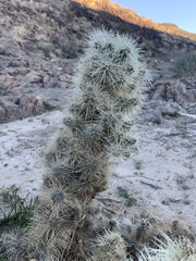 Cylindropuntia multigeniculata