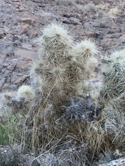 Cylindropuntia multigeniculata