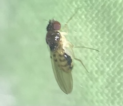 Mycodrosophila