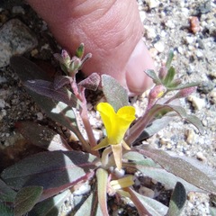 Camissoniopsis ignota