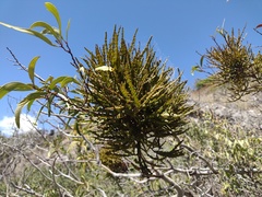 Korthalsella complanata