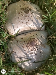 Chlorophyllum molybdites