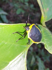 Rhyssocephala