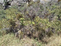 Korthalsella complanata