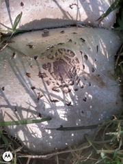 Chlorophyllum molybdites