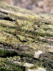 Fuscocephaloziopsis lunulifolia